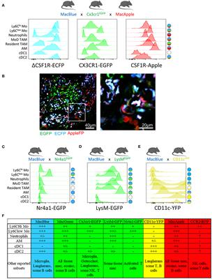 Tracking Monocytes and Macrophages in Tumors With Live Imaging